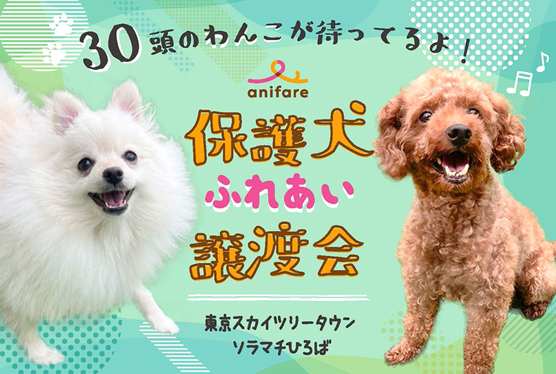 保護犬ふれあい譲渡会 すみどこ