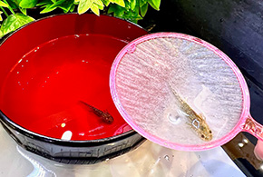 金魚すくい<br>めだかすくい<br>ウーパールーパーすくい<br>ヤドカリ釣り